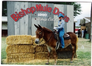 Training Horses