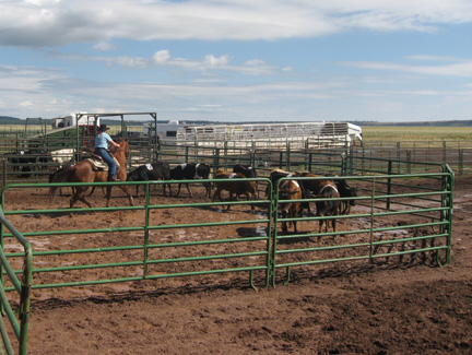 Ranch Sorting Event